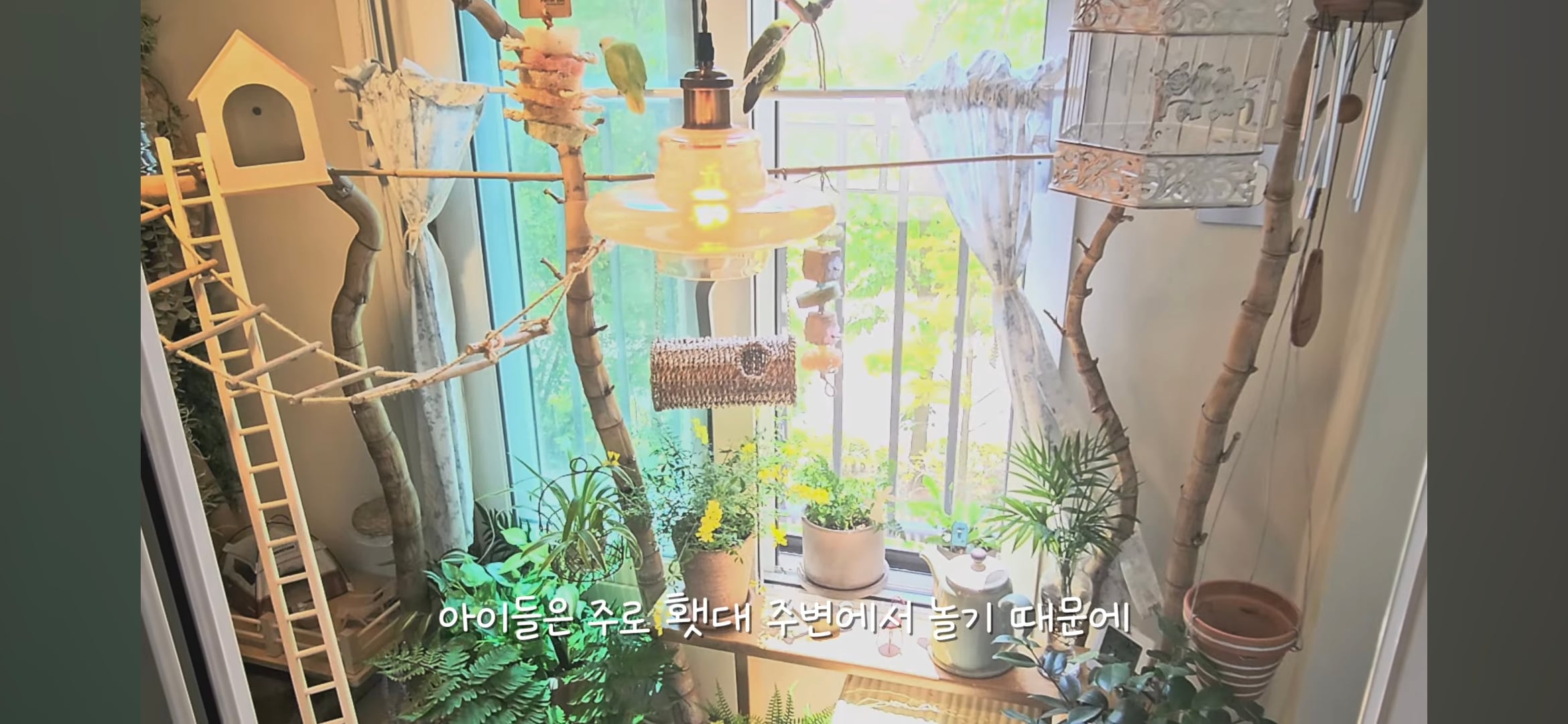 다이소로 만든 연못 정원🌿 관리 (+🐦🦜) | 인스티즈