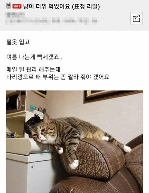 더위먹은 냥이 | 인스티즈
