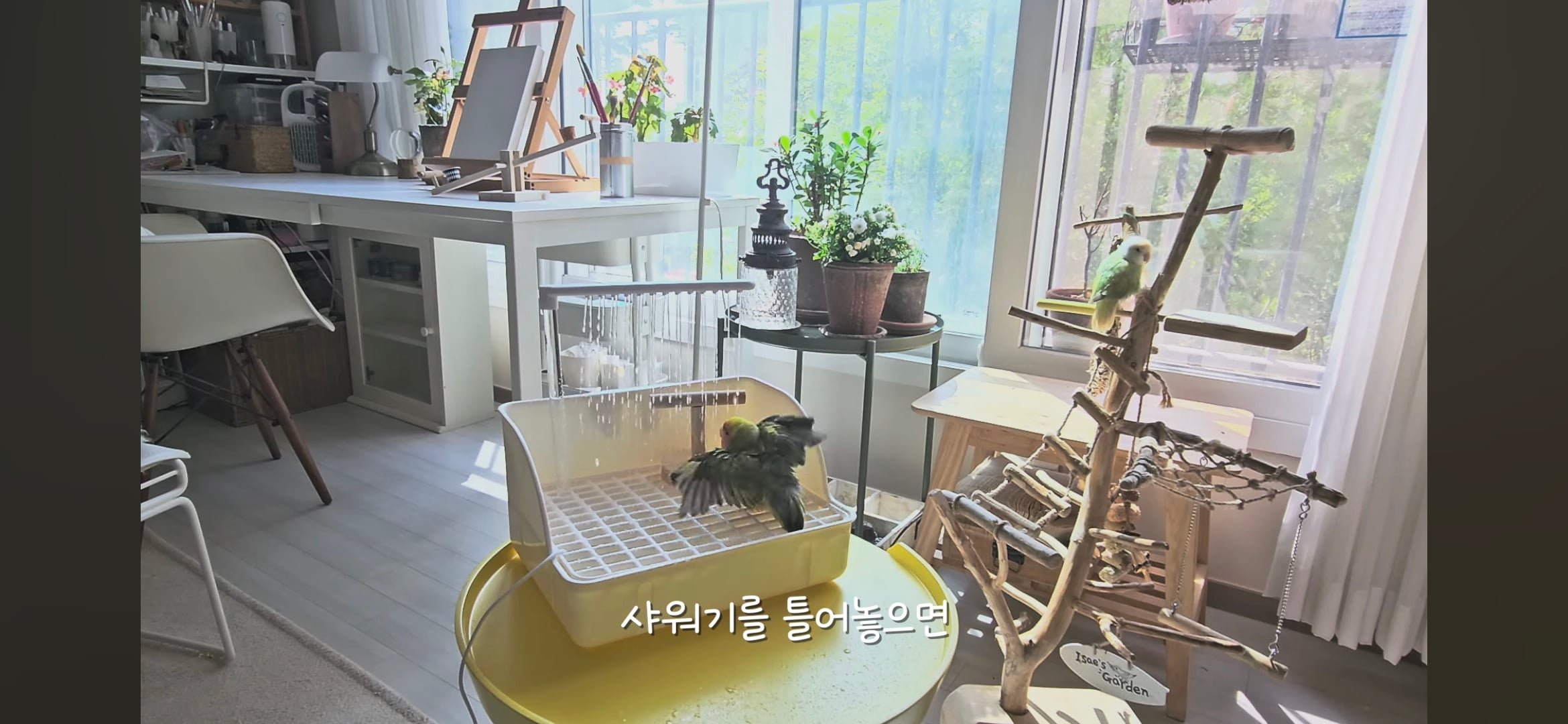 다이소로 만든 연못 정원🌿 관리 (+🐦🦜) | 인스티즈