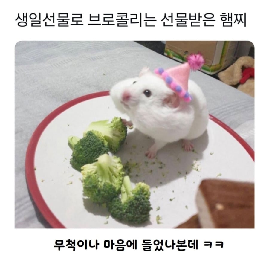 생일선물로 브로콜리 선물받은 햄찌 | 인스티즈