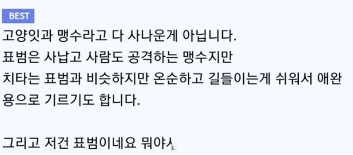 사이좋은 냥이와 댕댕이 | 인스티즈