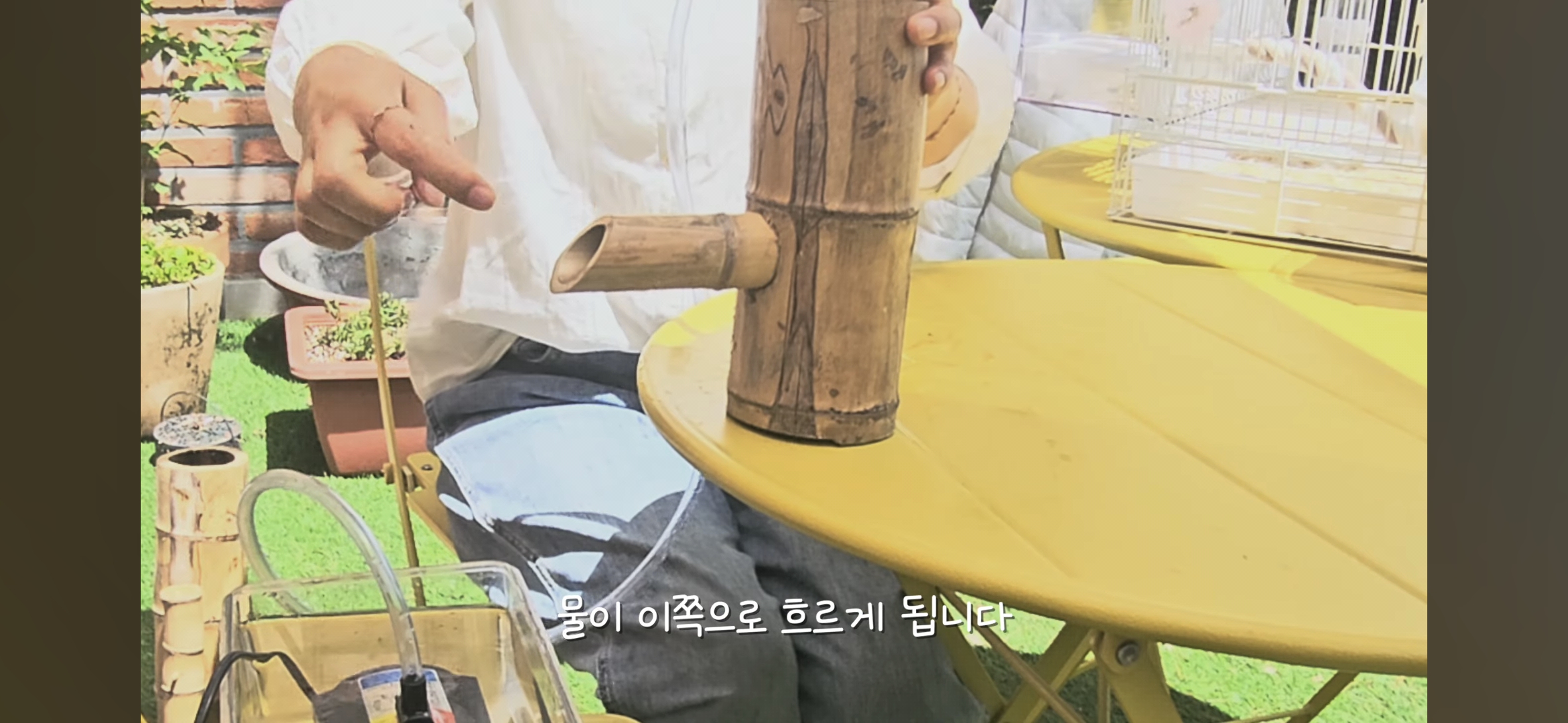 다이소로 만든 연못 정원🌿 관리 (+🐦🦜) | 인스티즈