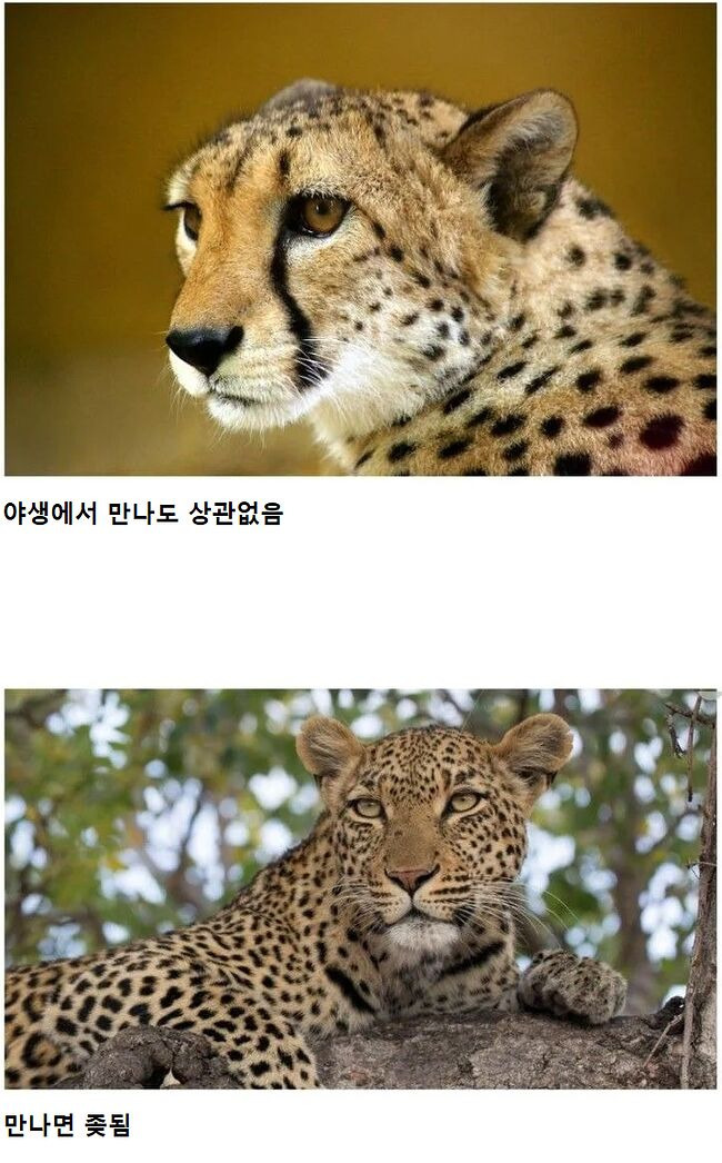 사이좋은 냥이와 댕댕이 | 인스티즈