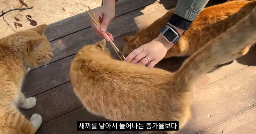 "고양이 살처분 필요" 유튜버 '새덕후'가 쏘아 올린 고양이 개체 수 논쟁 | 인스티즈