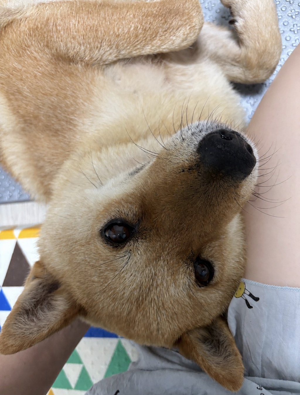 내가 멍줍해온 가나디 봐줘 ··· | 인스티즈