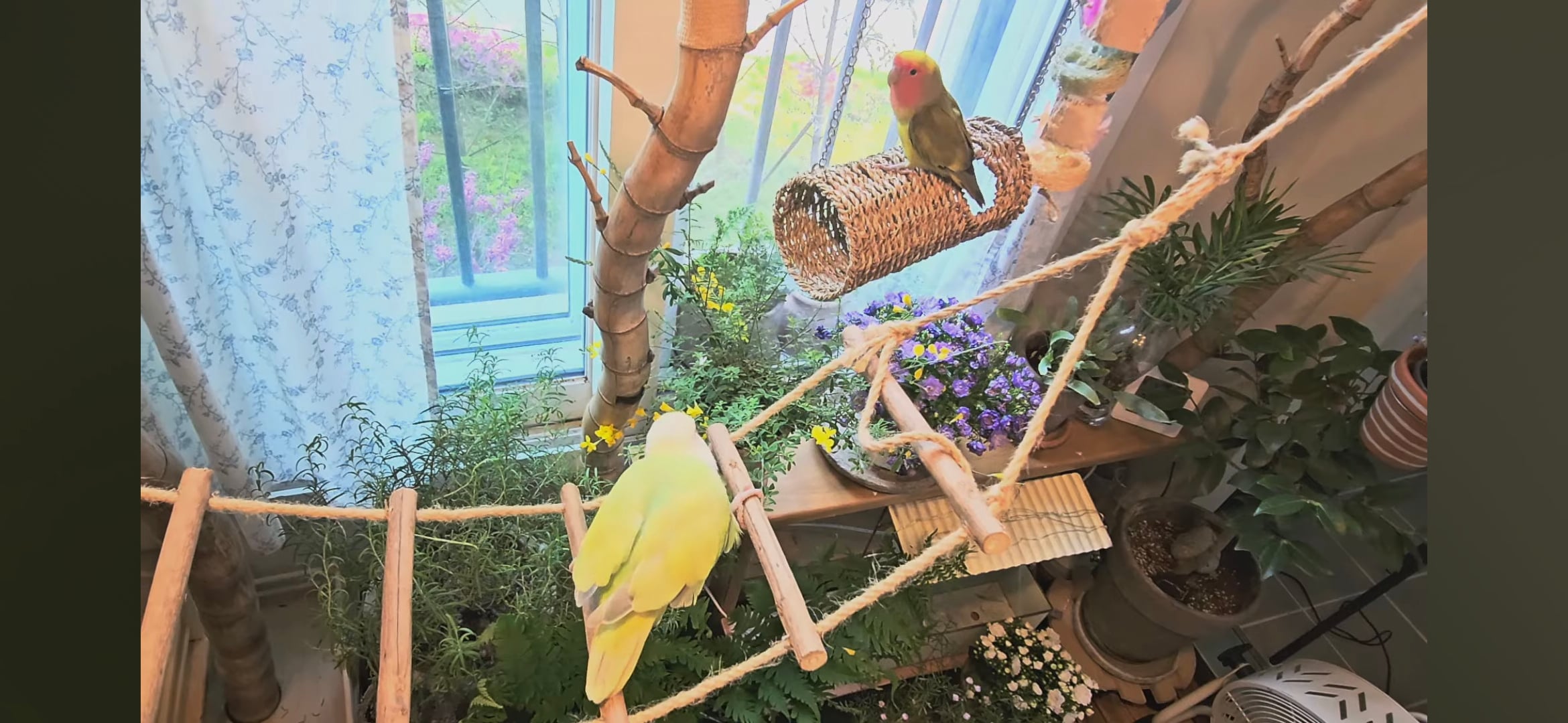 다이소로 만든 연못 정원🌿 관리 (+🐦🦜) | 인스티즈