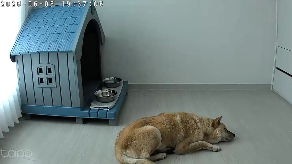 내가 멍줍해온 가나디 봐줘 ··· | 인스티즈