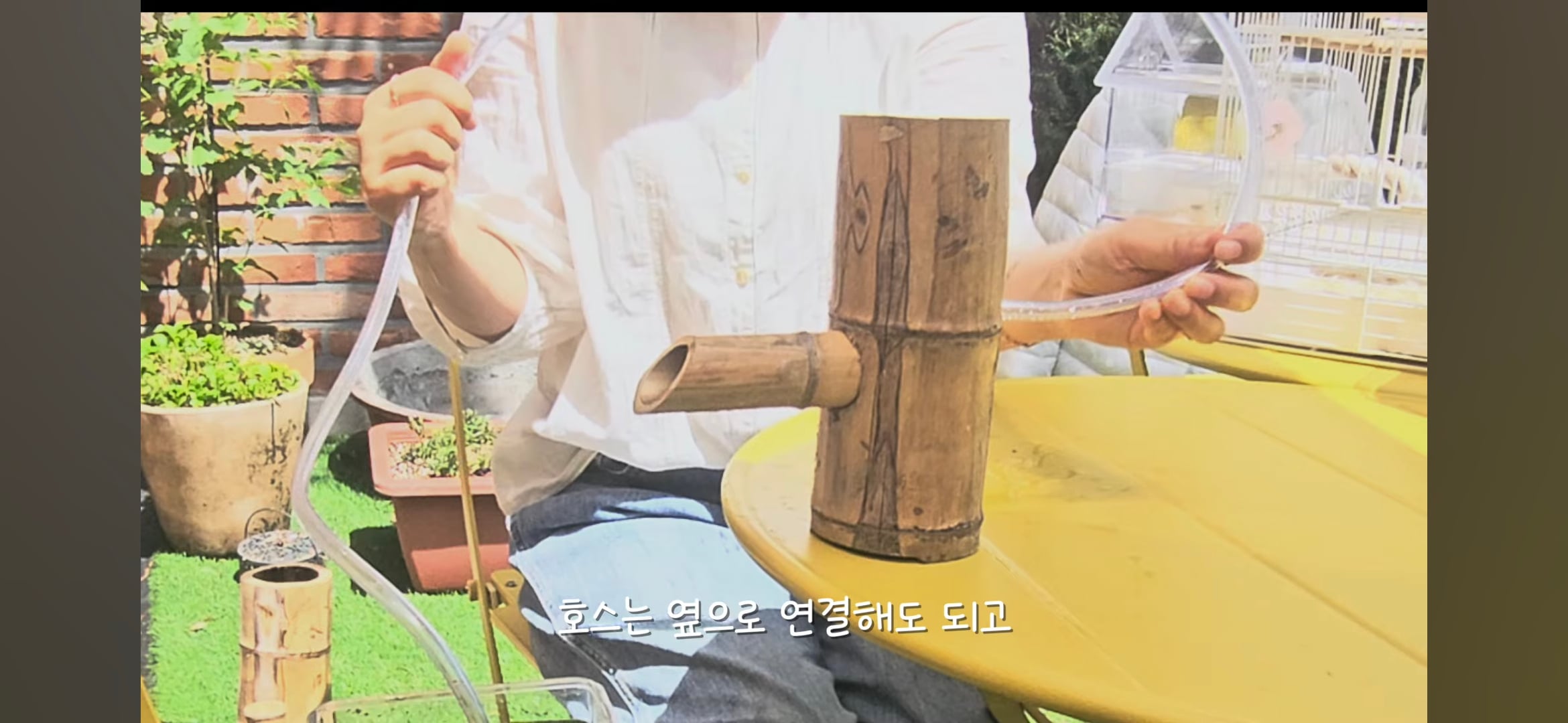 다이소로 만든 연못 정원🌿 관리 (+🐦🦜) | 인스티즈