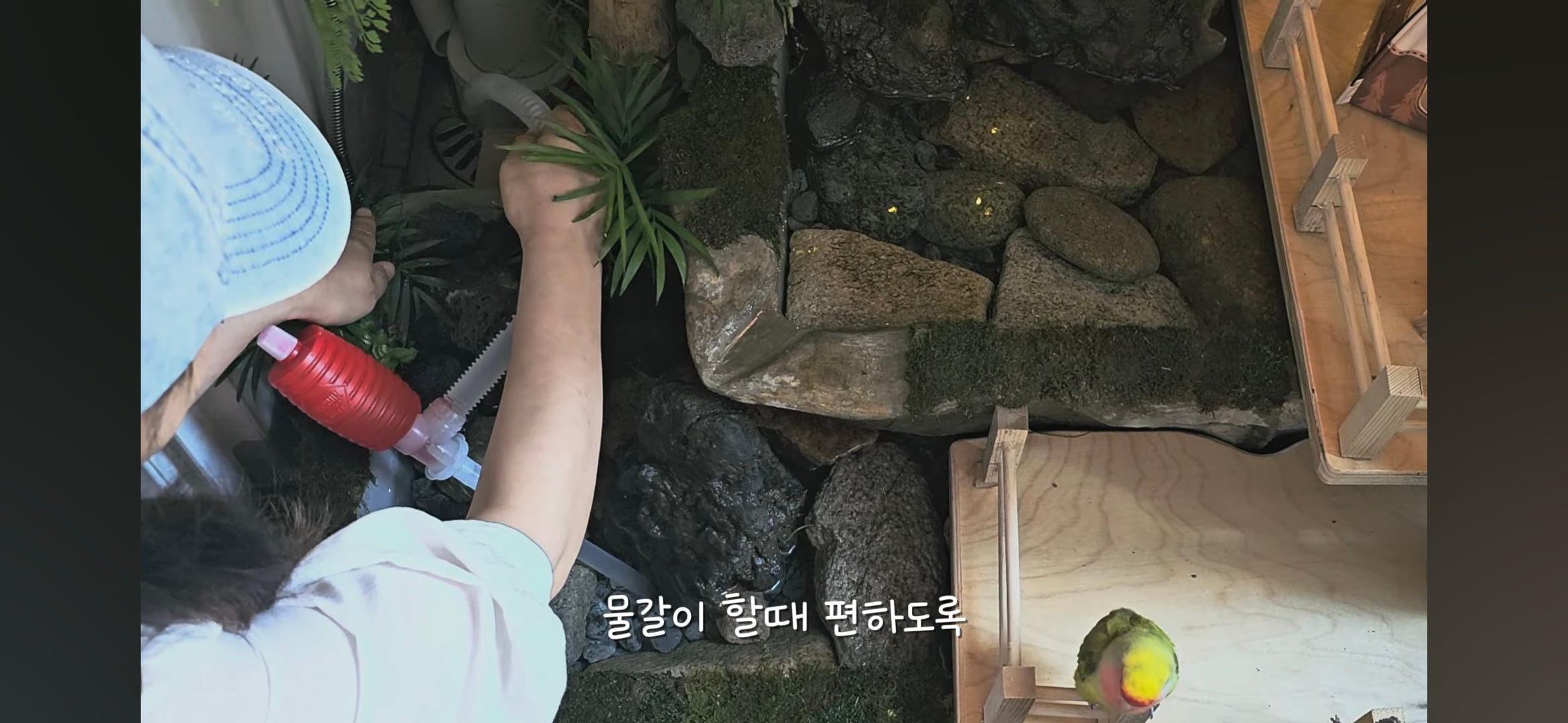 다이소로 만든 연못 정원🌿 관리 (+🐦🦜) | 인스티즈
