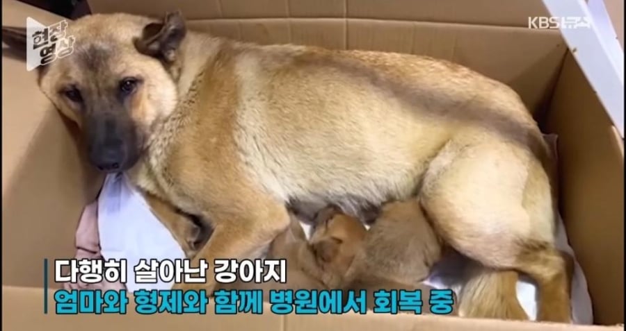 죽어가는 새끼 물고 동물병원 찾아간 어미개 | 인스티즈