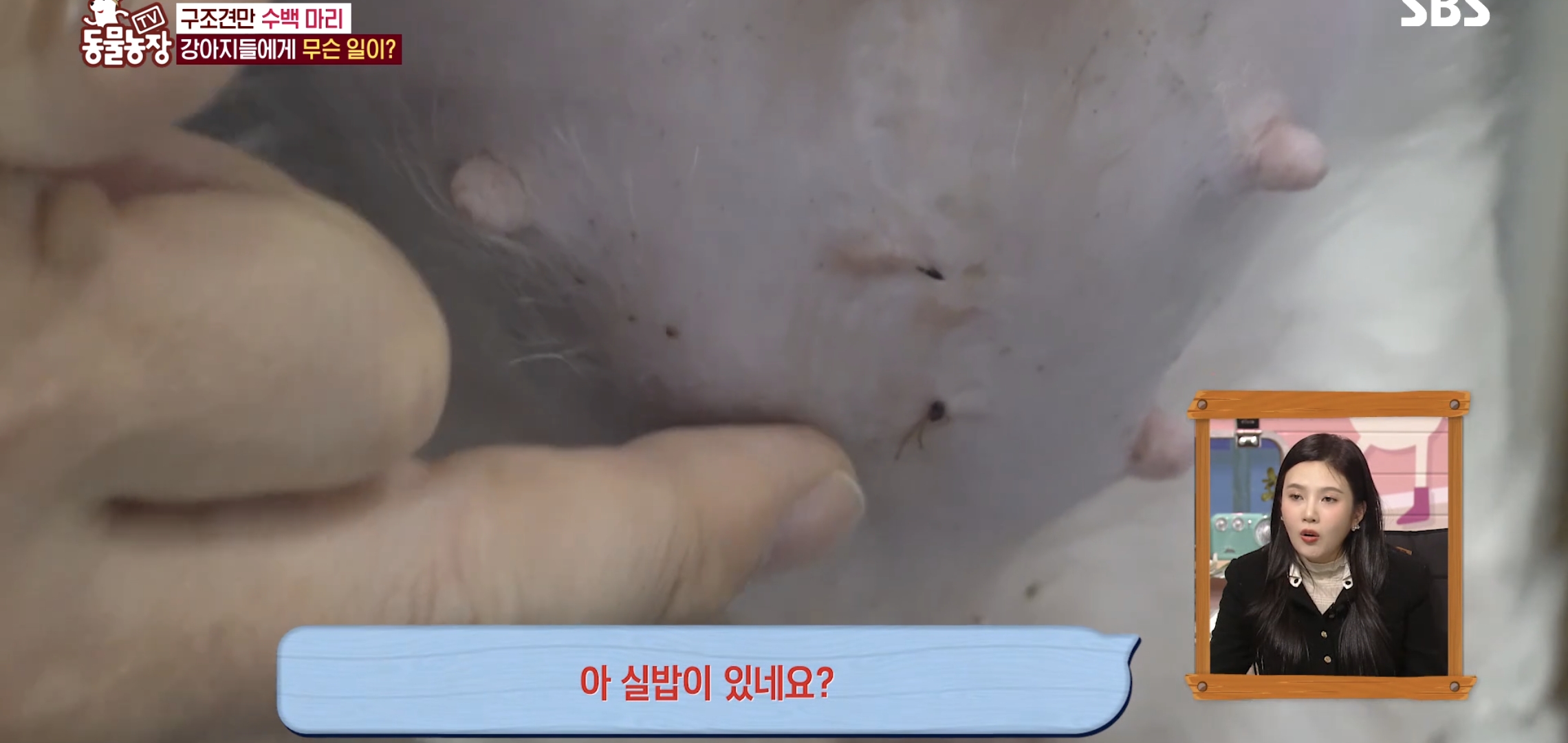 충격이다 못해 기괴한 오늘자 동물농장 폭로 방송 (충격주의).jpg | 인스티즈