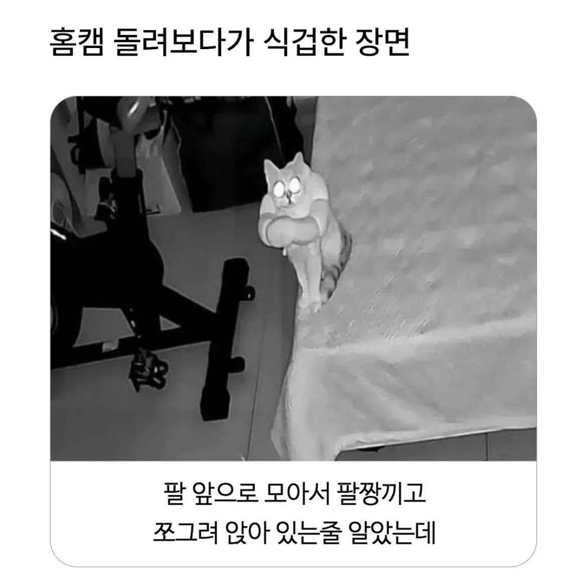 팔짱 끼고 있는 고양이 | 인스티즈