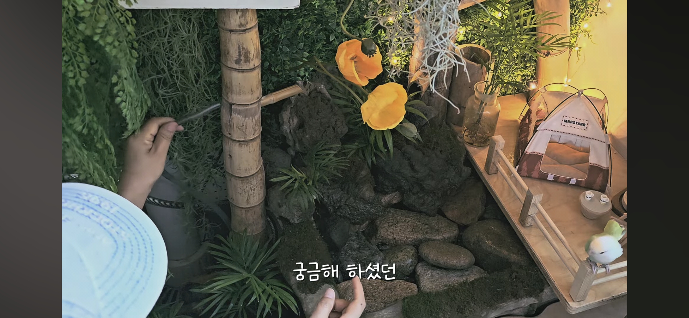 다이소로 만든 연못 정원🌿 관리 (+🐦🦜) | 인스티즈