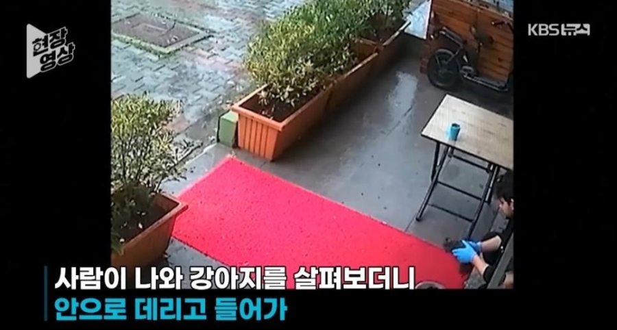 죽어가는 새끼 물고 동물병원 찾아간 어미개 | 인스티즈