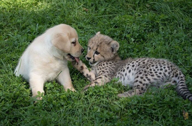 치타의 사교성 기르는 방법 🐆🐕 | 인스티즈