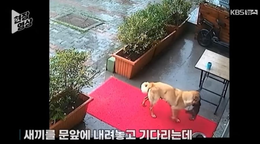 죽어가는 새끼 물고 동물병원 찾아간 어미개 | 인스티즈