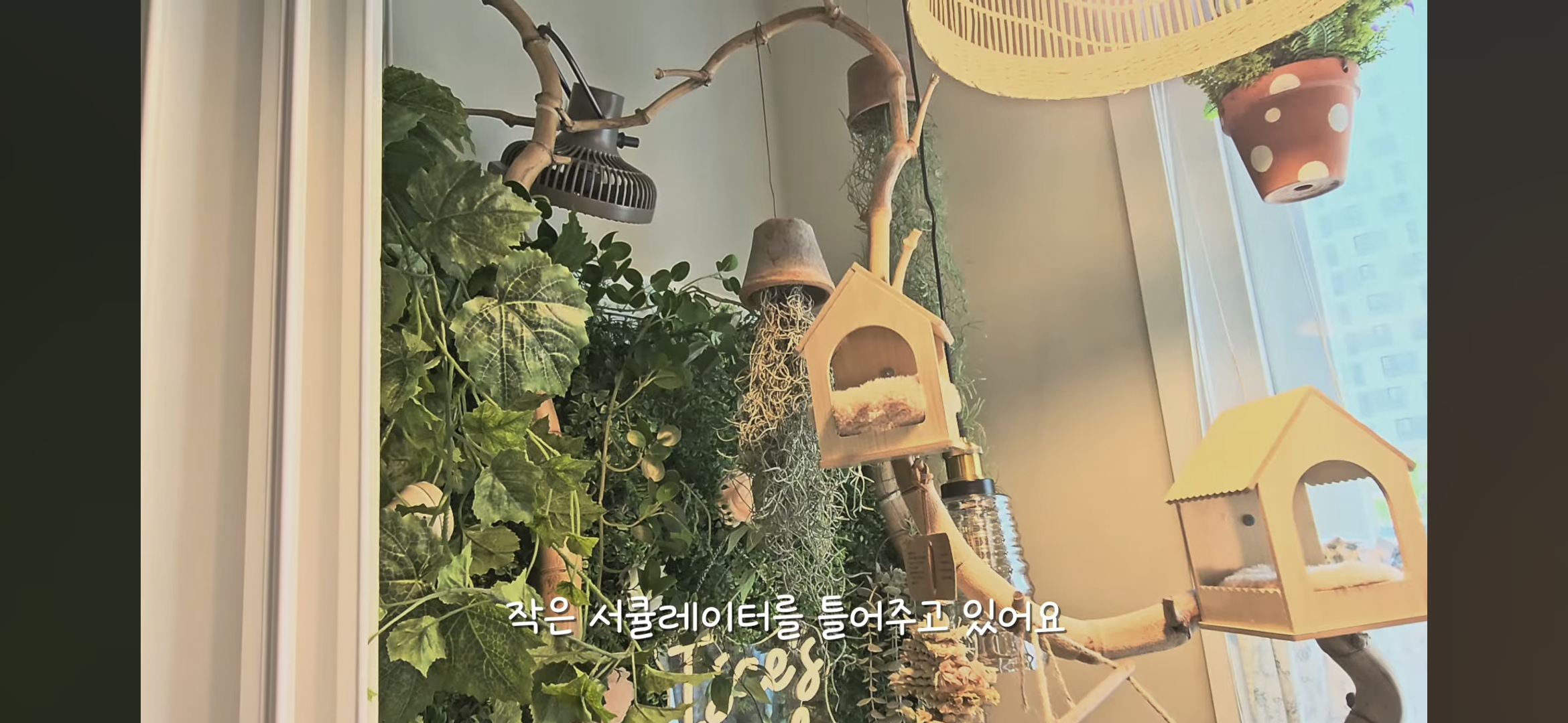 다이소로 만든 연못 정원🌿 관리 (+🐦🦜) | 인스티즈
