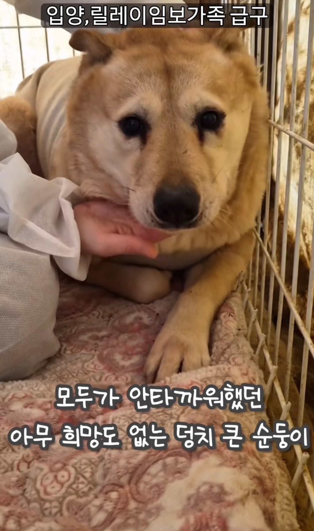 7년 쉼터생활 끝에 기적적으로 가정임보를 갔지만 오늘 다시 쉼터로 돌아가게 되어 눈물 흘리는 브라운 | 인스티즈