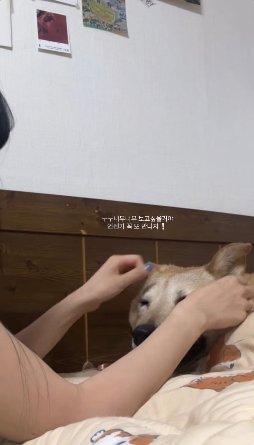 7년 쉼터생활 끝에 기적적으로 가정임보를 갔지만 오늘 다시 쉼터로 돌아가게 되어 눈물 흘리는 브라운 | 인스티즈