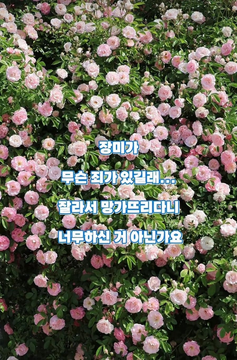 도둑맞고 훼손당한 수원 행궁동 장미 포토스팟 | 인스티즈