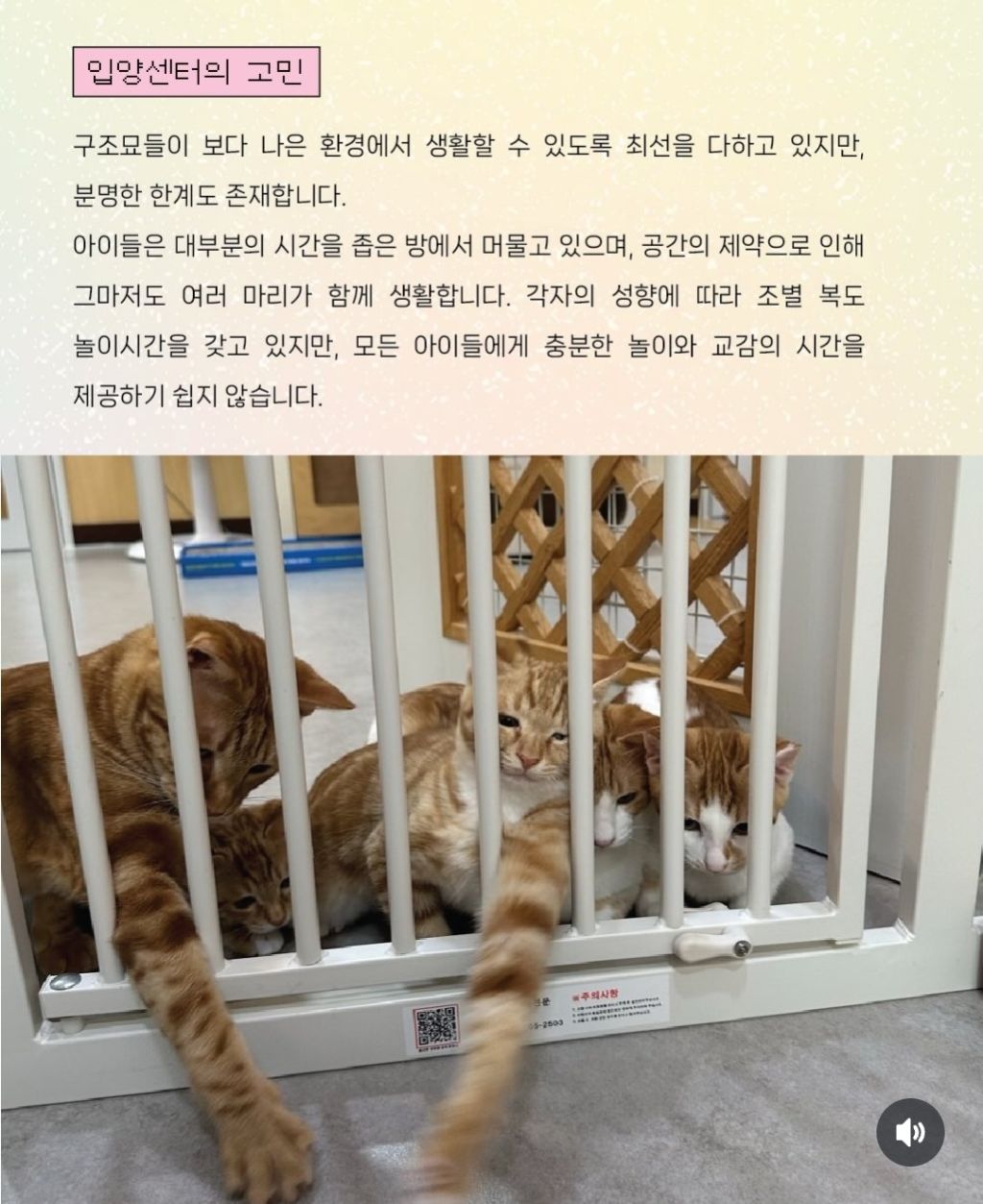 매주 토요일 고보협 입양센터 놀이봉사자 모집‼️‼️ | 인스티즈