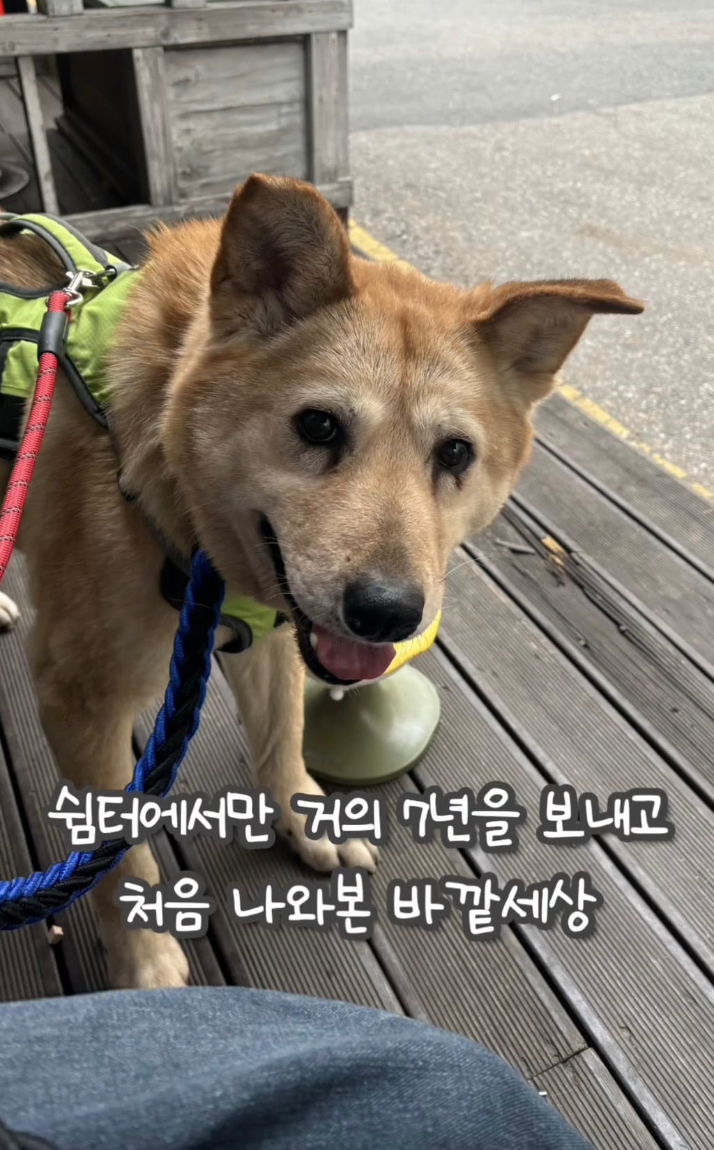 7년 쉼터생활 끝에 기적적으로 가정임보를 갔지만 오늘 다시 쉼터로 돌아가게 되어 눈물 흘리는 브라운 | 인스티즈