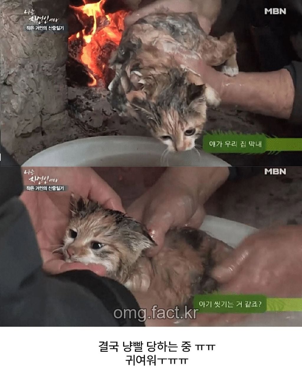 나는 자연인이다에서 나온 냥빨 | 인스티즈