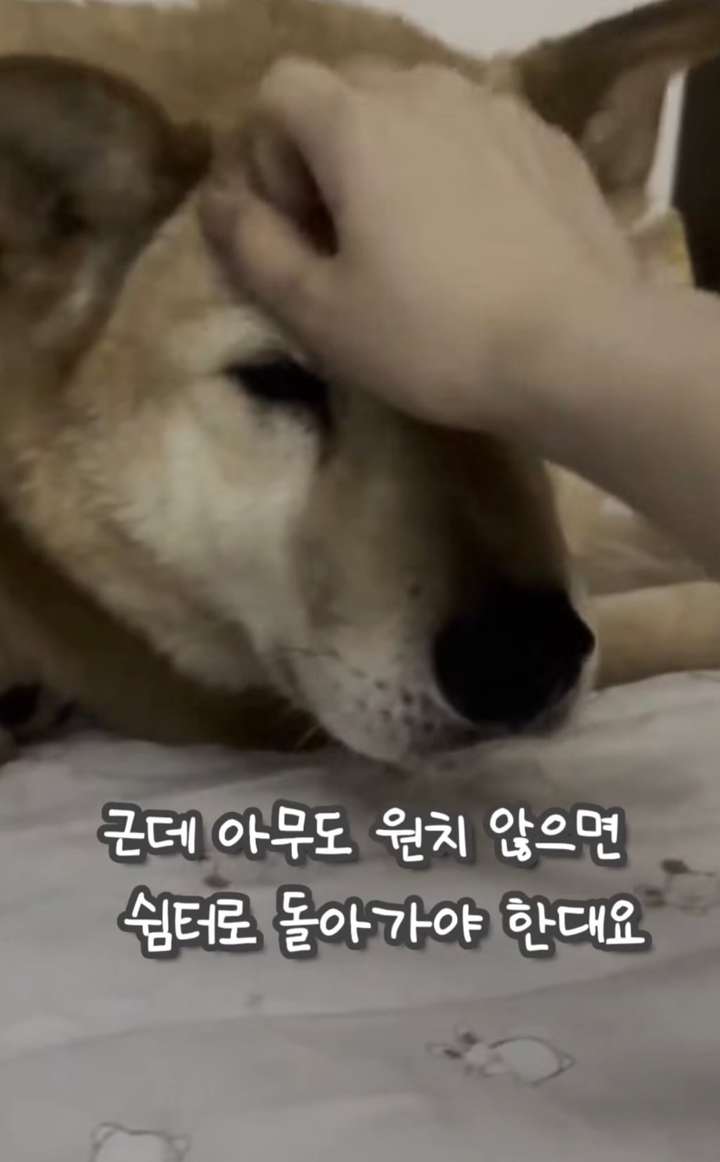 7년 쉼터생활 끝에 기적적으로 가정임보를 갔지만 오늘 다시 쉼터로 돌아가게 되어 눈물 흘리는 브라운 | 인스티즈