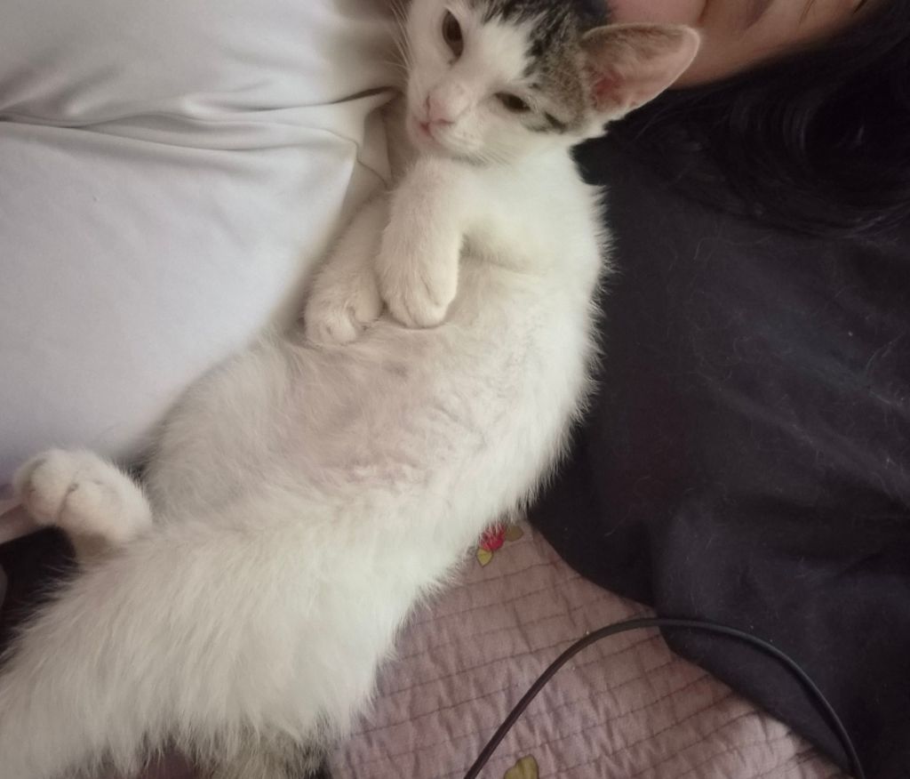 고등어력 만땅! 귀여운 고양이 보고 가세요 🐱 (입양홍보) | 인스티즈