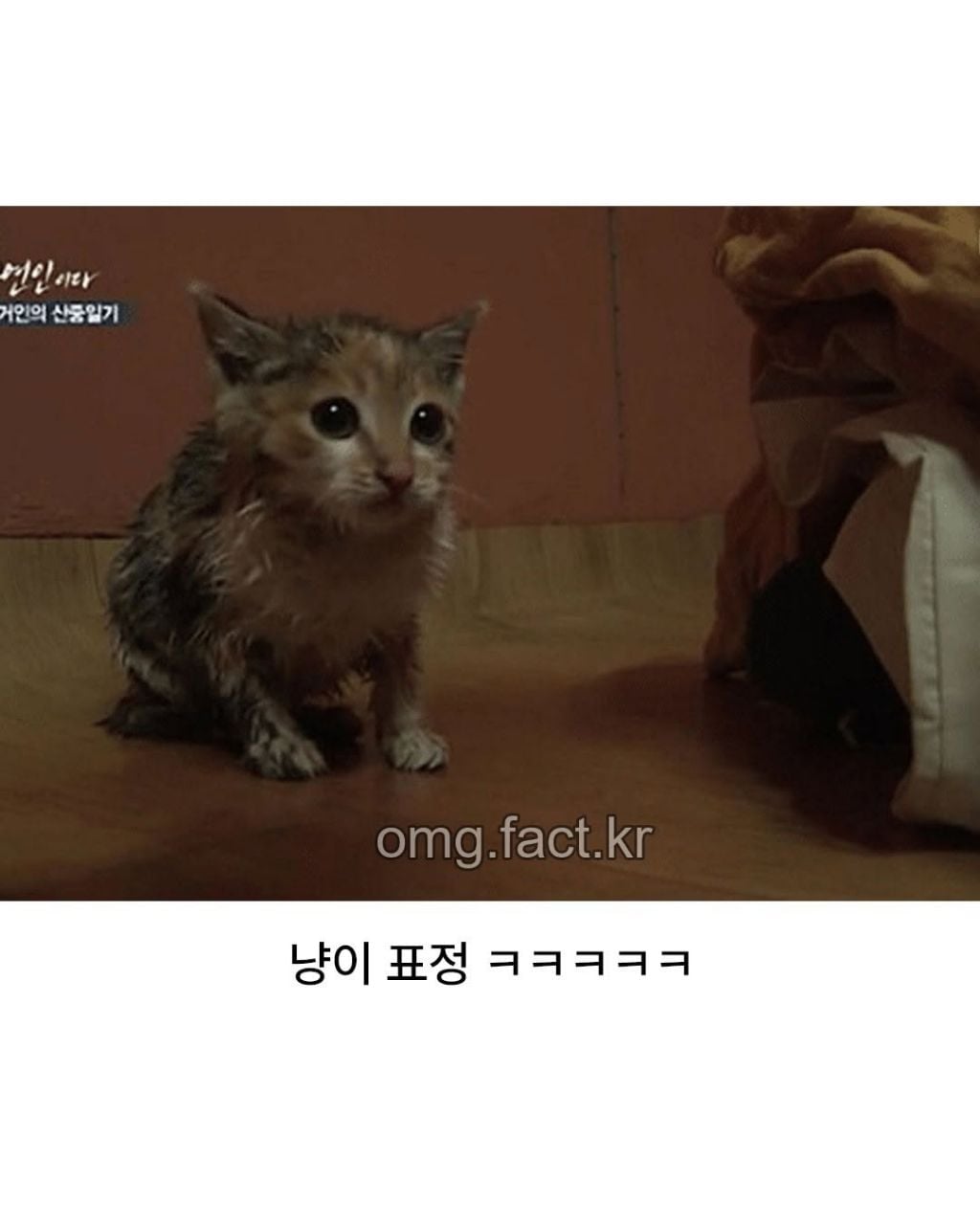 나는 자연인이다에서 나온 냥빨 | 인스티즈