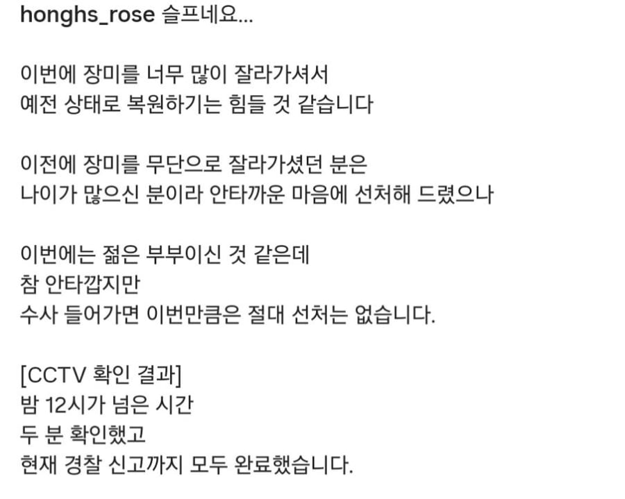 도둑맞고 훼손당한 수원 행궁동 장미 포토스팟 | 인스티즈