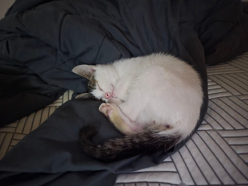 고등어력 만땅! 귀여운 고양이 보고 가세요 🐱 (입양홍보) | 인스티즈