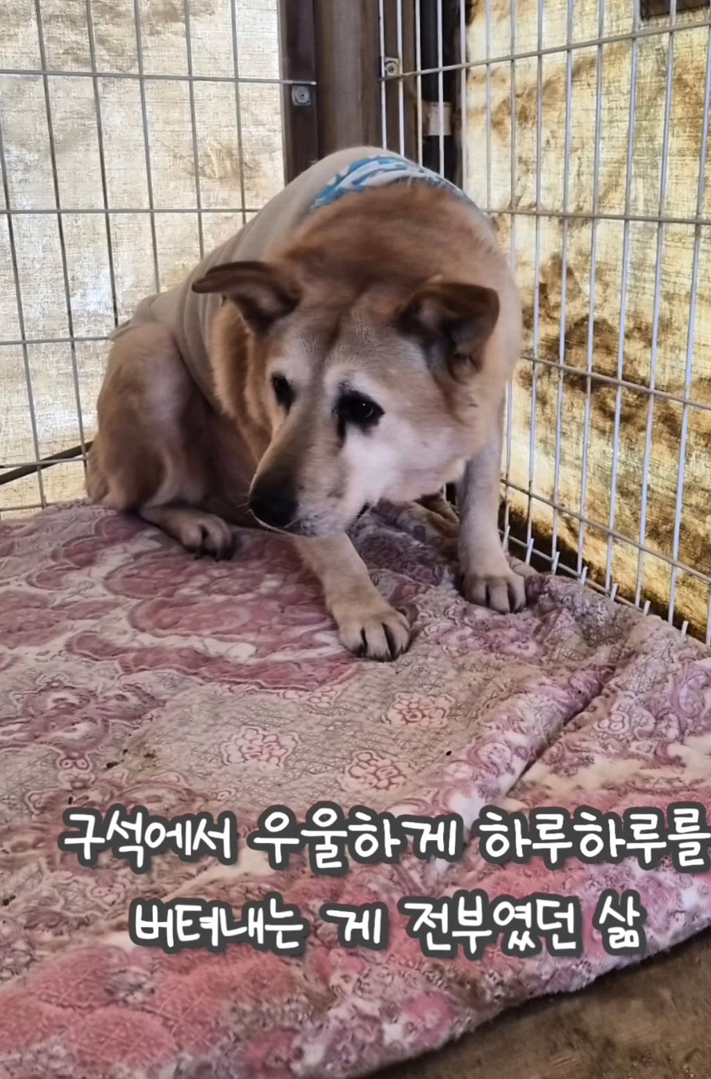 7년 쉼터생활 끝에 기적적으로 가정임보를 갔지만 오늘 다시 쉼터로 돌아가게 되어 눈물 흘리는 브라운 | 인스티즈