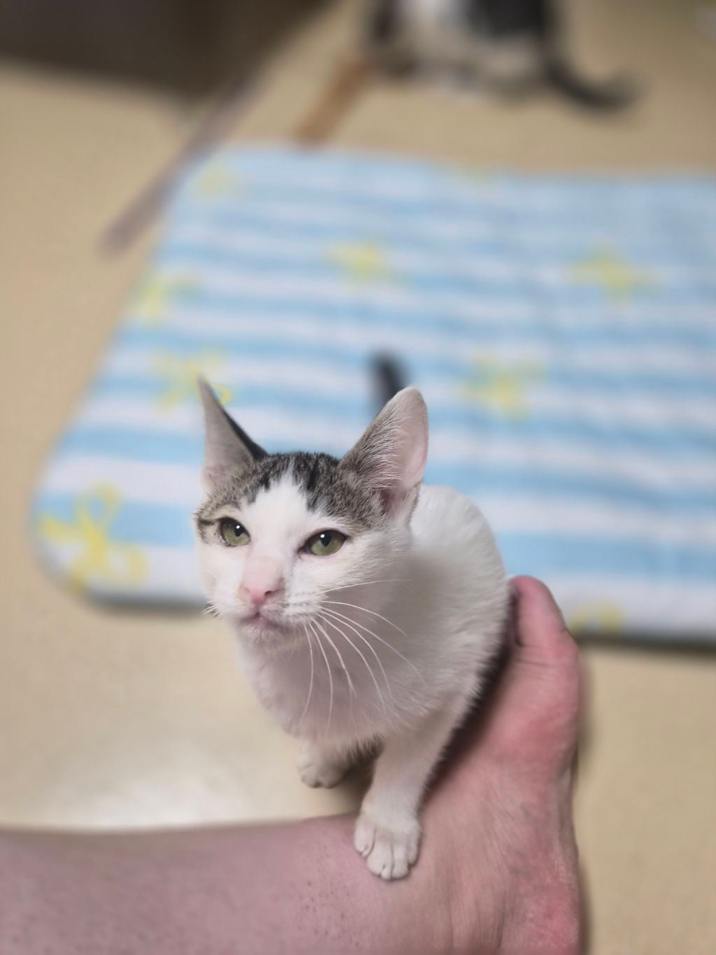 고등어력 만땅! 귀여운 고양이 보고 가세요 🐱 (입양홍보) | 인스티즈