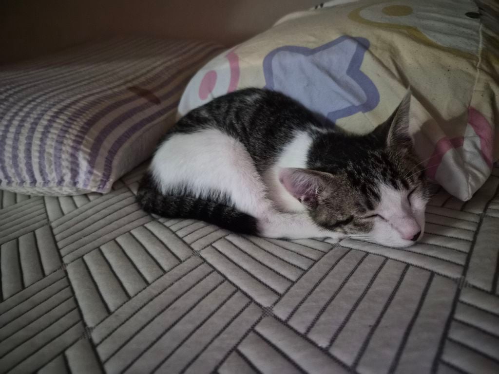 고등어력 만땅! 귀여운 고양이 보고 가세요 🐱 (입양홍보) | 인스티즈