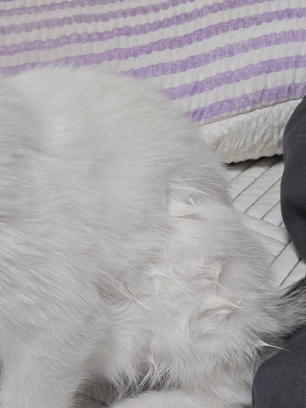 고등어력 만땅! 귀여운 고양이 보고 가세요 🐱 (입양홍보) | 인스티즈