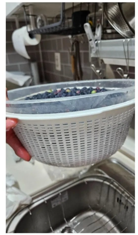 무단으로 블루베리 5KG 넘게 몰래 따간 사람 | 인스티즈