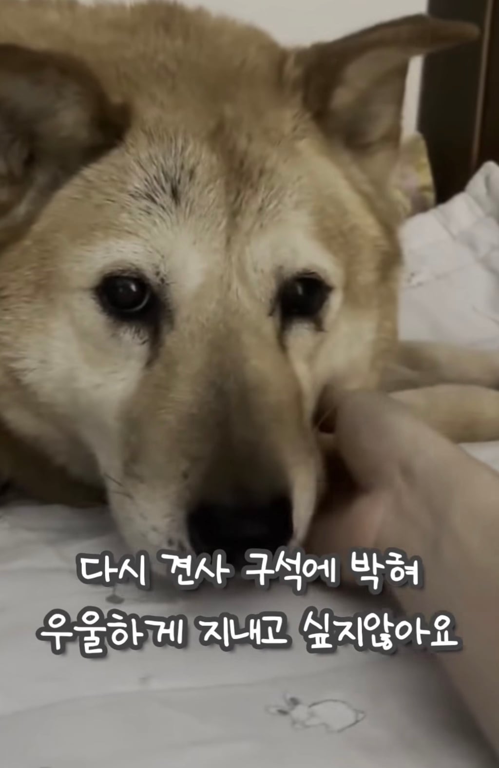 7년 쉼터생활 끝에 기적적으로 가정임보를 갔지만 오늘 다시 쉼터로 돌아가게 되어 눈물 흘리는 브라운 | 인스티즈