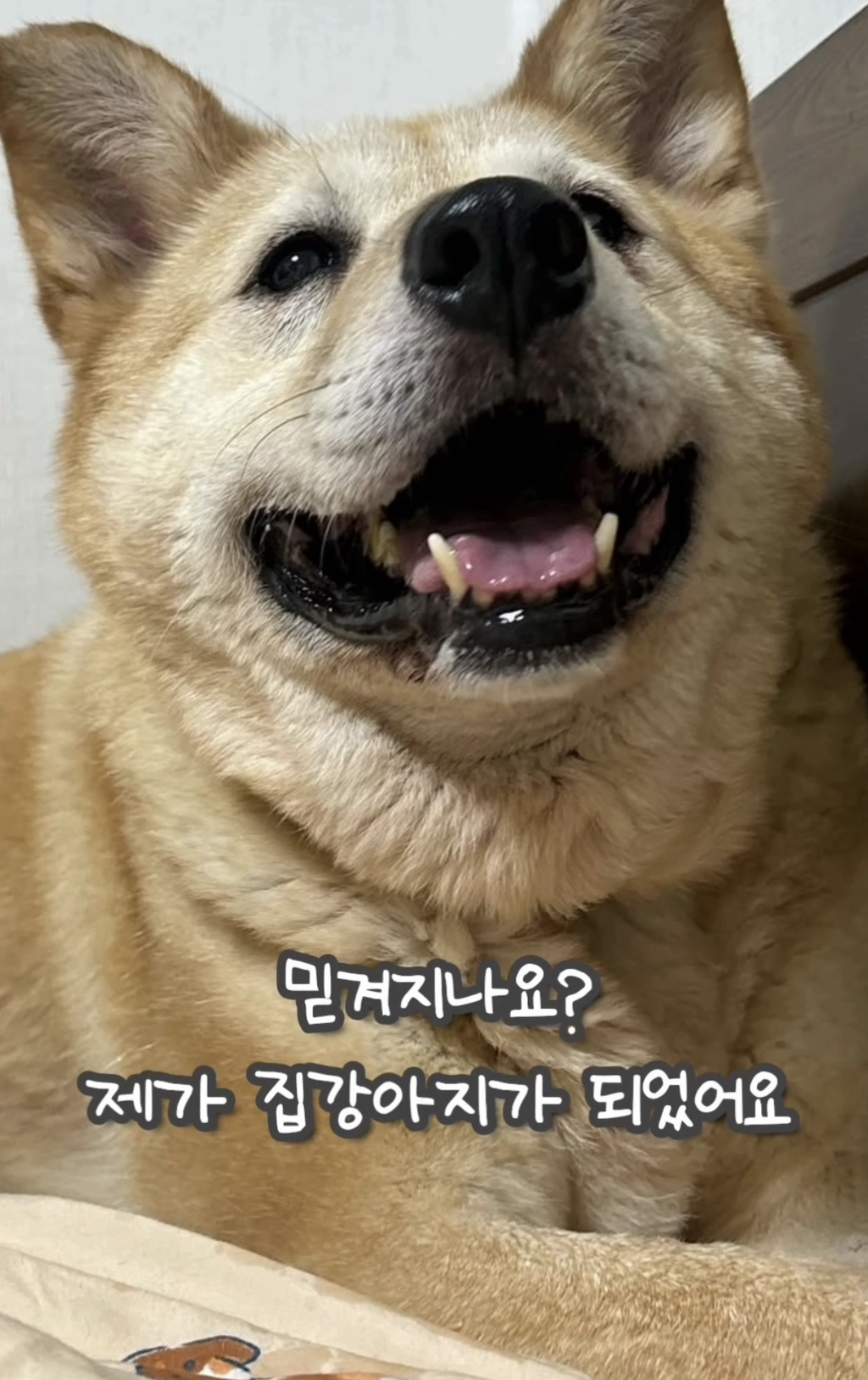 7년 쉼터생활 끝에 기적적으로 가정임보를 갔지만 오늘 다시 쉼터로 돌아가게 되어 눈물 흘리는 브라운 | 인스티즈