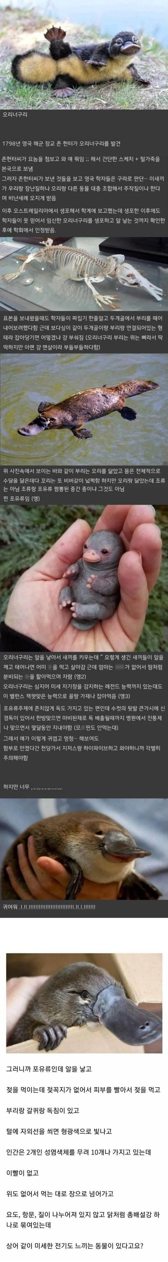 실존하는데도 처음엔 아무도 안 믿었던 동물 | 인스티즈