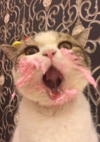 고양이 : 아 언니. 이 케익 안전한지 내가 맛본거라고!!! 화내지말라구 | 인스티즈