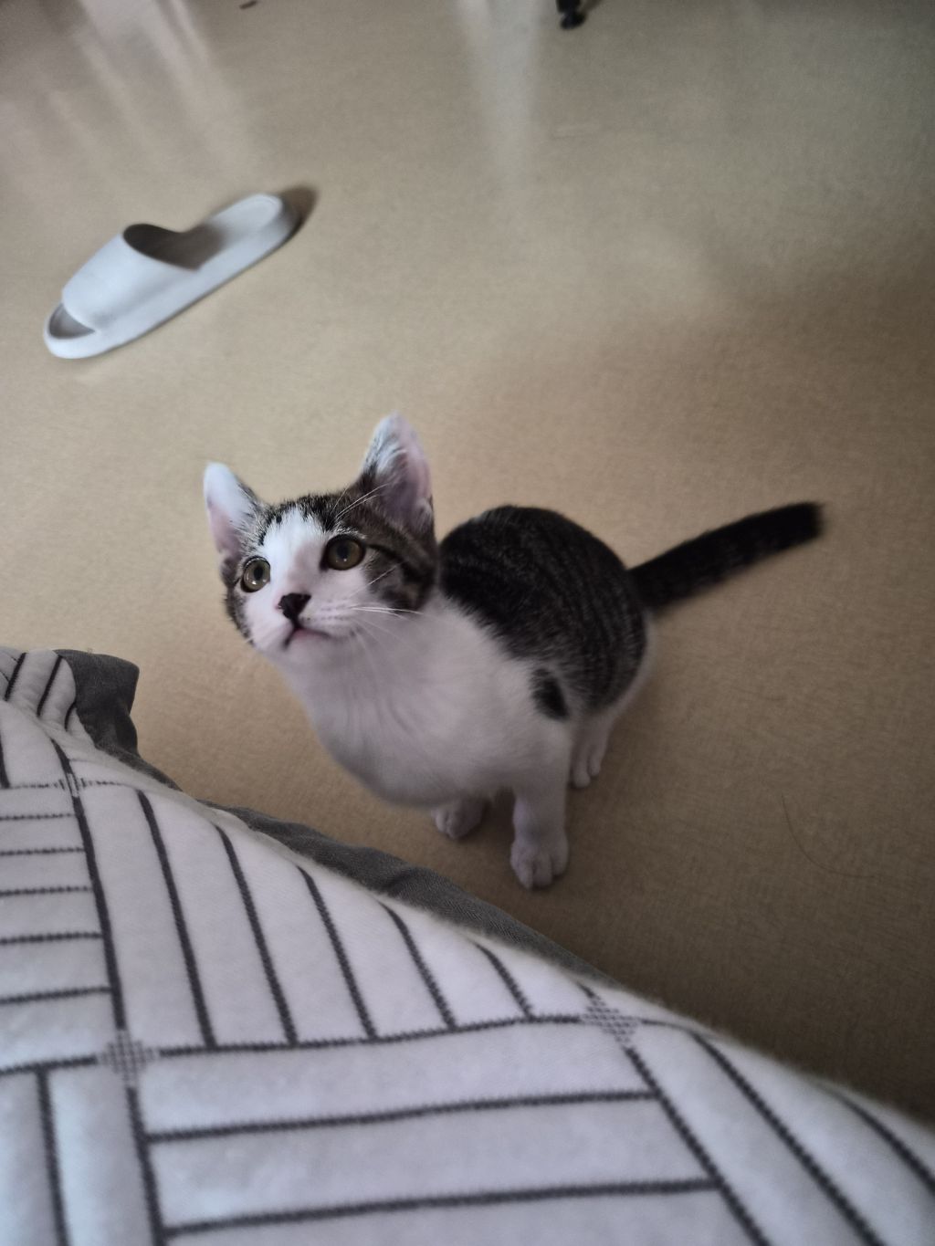 고등어력 만땅! 귀여운 고양이 보고 가세요 🐱 (입양홍보) | 인스티즈