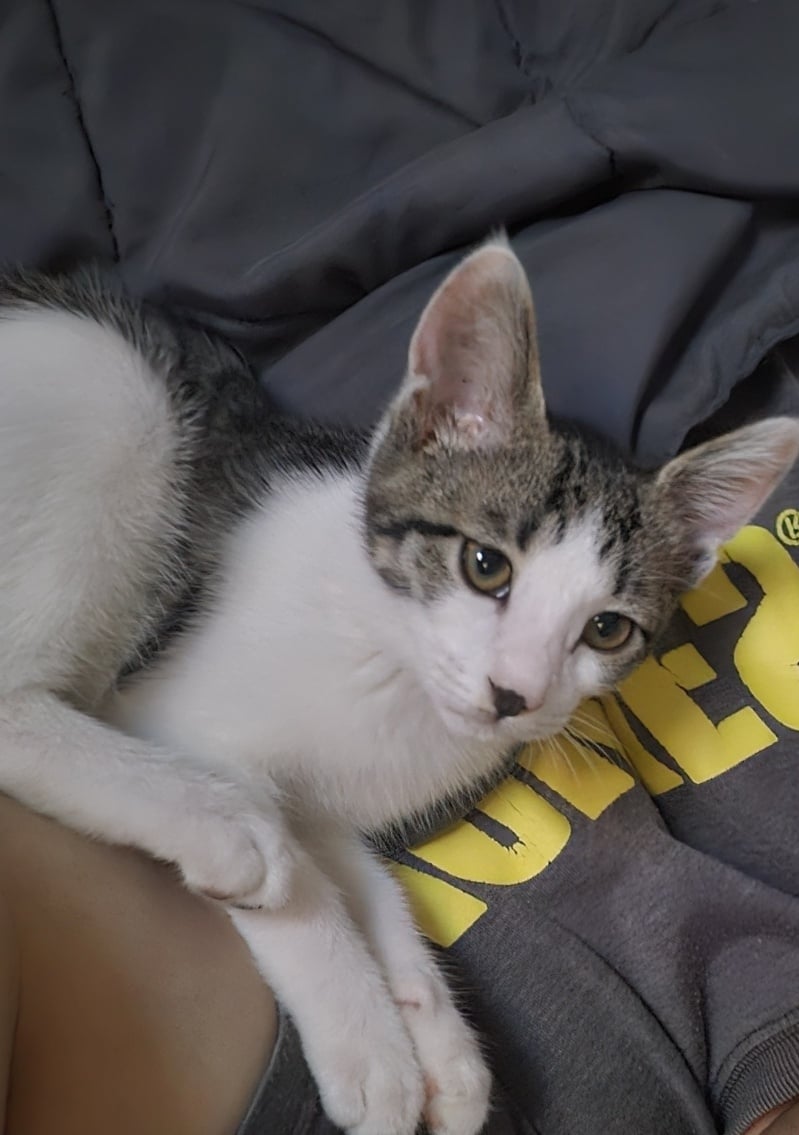 고등어력 만땅! 귀여운 고양이 보고 가세요 🐱 (입양홍보) | 인스티즈