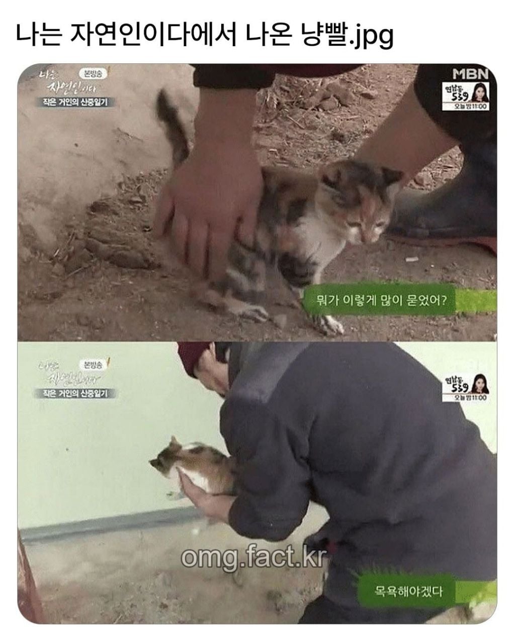 나는 자연인이다에서 나온 냥빨 | 인스티즈
