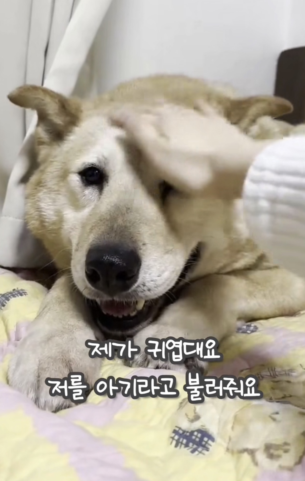 7년 쉼터생활 끝에 기적적으로 가정임보를 갔지만 오늘 다시 쉼터로 돌아가게 되어 눈물 흘리는 브라운 | 인스티즈