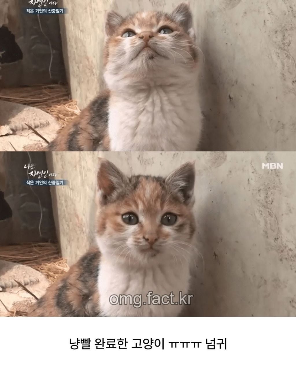 나는 자연인이다에서 나온 냥빨 | 인스티즈