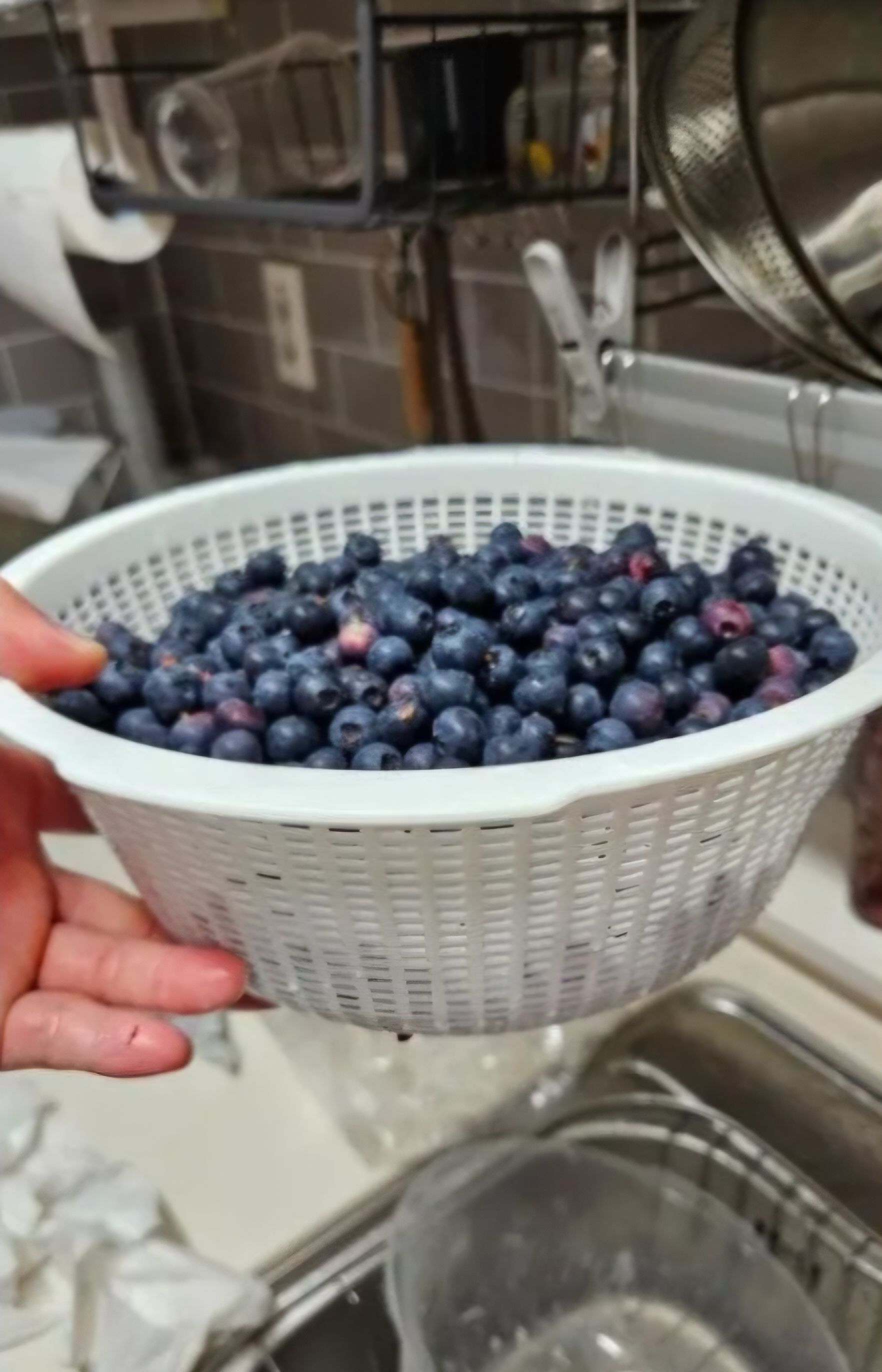무단으로 블루베리 5KG 넘게 몰래 따간 사람 | 인스티즈