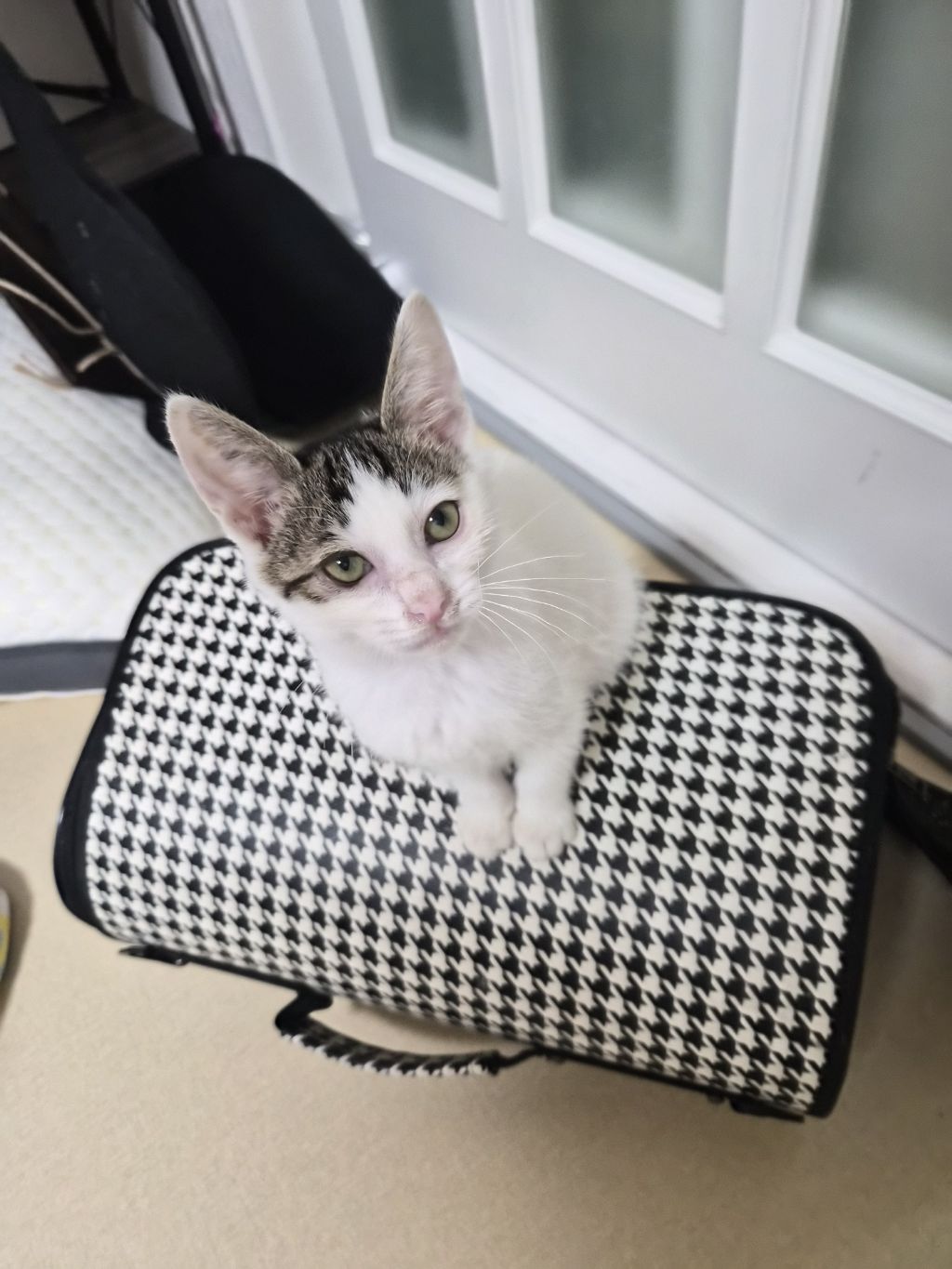 고등어력 만땅! 귀여운 고양이 보고 가세요 🐱 (입양홍보) | 인스티즈