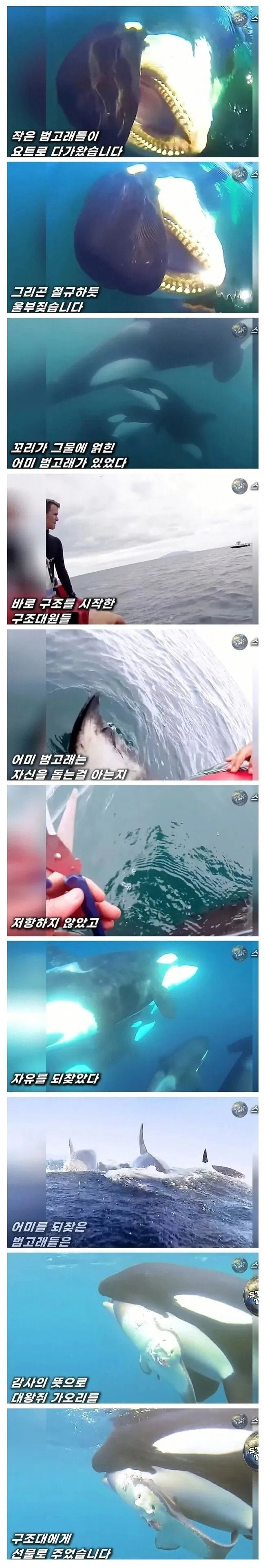 ???:아니 범고래가 줬다니까요 정말입니다 | 인스티즈