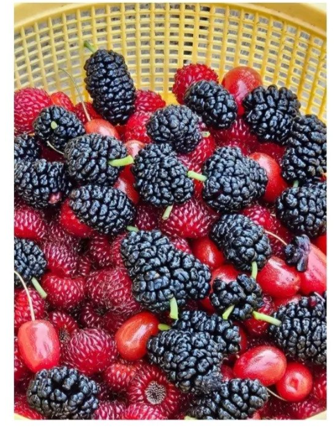 무단으로 블루베리 5KG 넘게 몰래 따간 사람 | 인스티즈
